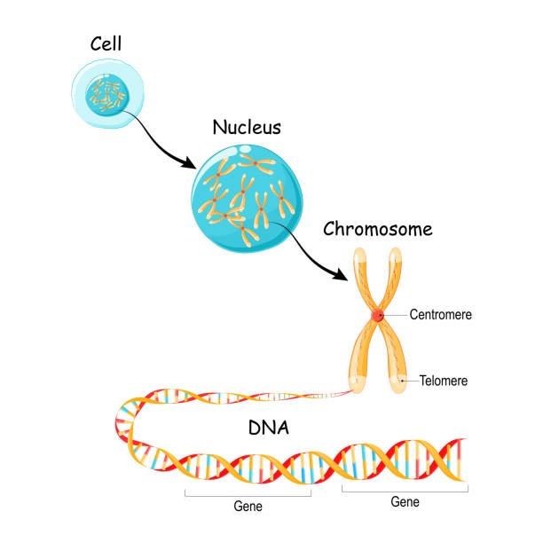 How genes work — Cell Nucleus Chromosomes Genes